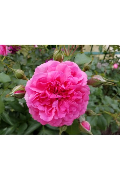 Троянда плетиста Світ Кісс темно-малинова квітка крупним планом